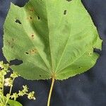 Heliocarpus americanus Other