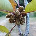 Pittosporum verrucosum Vrucht