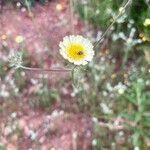 Tolpis umbellata Flower