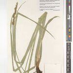 Carex lycurus Sonstige