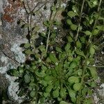 Sedum fragrans Elinympäristö