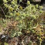 Eryngium campestre Hábito