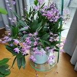 Dendrobium kingianum Floro