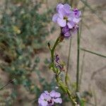 Erucaria hispanica Flor