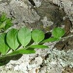 Vicia dumetorum Leaf