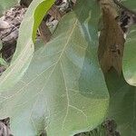 Quercus marilandica Hoja