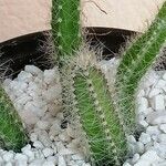 Selenicereus testudo Hostoa