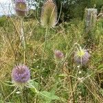 Dipsacus fullonumFleur