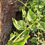 Celosia anthelminthica برگ