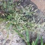 Eragrostis minor Maua