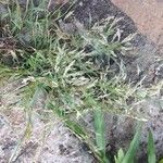 Eragrostis minor Квітка