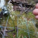 Neotinea maculata Цвят