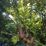 Drynaria quercifolia Φύλλο