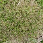 Ageratina riparia Habit