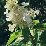 Hydrangea paniculata Flower