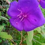 Tibouchina urvilleana Çiçek