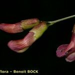 Vicia dumetorum Frukt