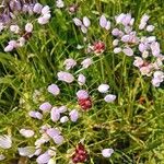 Allium roseum Кветка