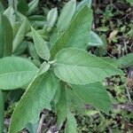 Varronia curassavica Leaf