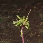 Werneria pectinata Other