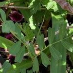 Vicia cuspidata Blatt