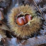 Castanea sativa Vrucht