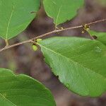 Bridelia cathartica Hoja