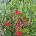 Jatropha integerrima Leaf