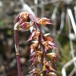 Bulbophyllum incurvum Blomma