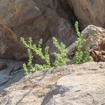 Salsola tragus Habit