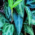 Chimaphila maculata Hoja