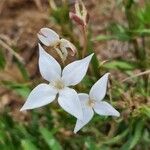 Conostomium quadrangulare Blomma