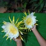 Hylocereus undatus Flower