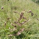 Eragrostis superba പുഷ്പം