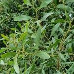 Acacia melanoxylon Leaf