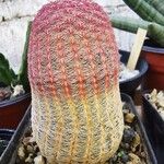 Echinocereus rigidissimus 叶