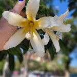 Ceiba insignis Flower