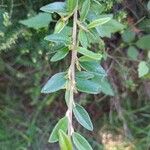 Cotoneaster integrifolius Blad