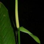 Anthurium lancifolium Corteza