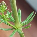 Galium album Blatt