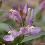 Polygala californica 花