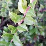 Vaccinium ovatum Συνήθη χαρακτηριστικά