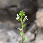 Euphrasia pectinata ফুল