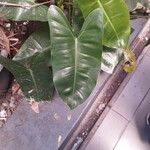 Philodendron burle-marxii Leaf