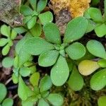 Sedum ternatum Leaf