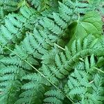 Dryopteris carthusianaЛіст