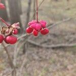 Euonymus atropurpureus Fruit