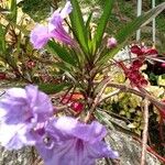 Ruellia simplexFloare