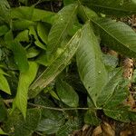 Inga sapindoides Hoja