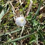 Calystegia sepiumBlüte